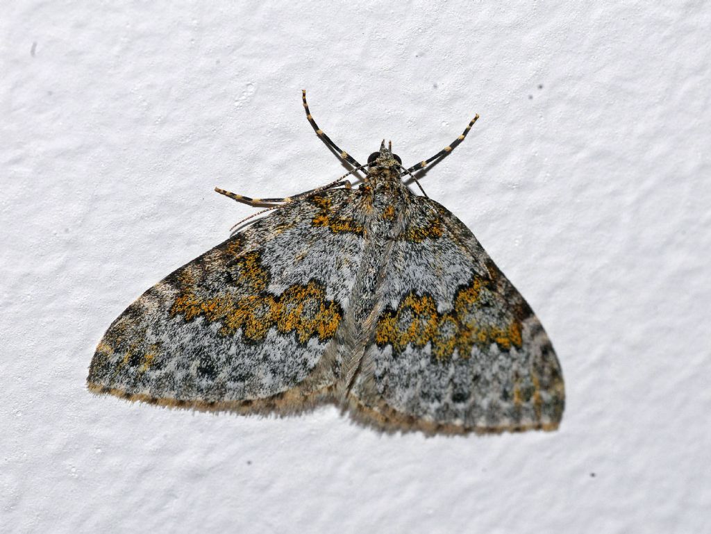 Geometridae: Entephria infidaria